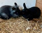 Supermakke jonge konijntjes, Dieren en Toebehoren, Konijnen, Vrouwelijk