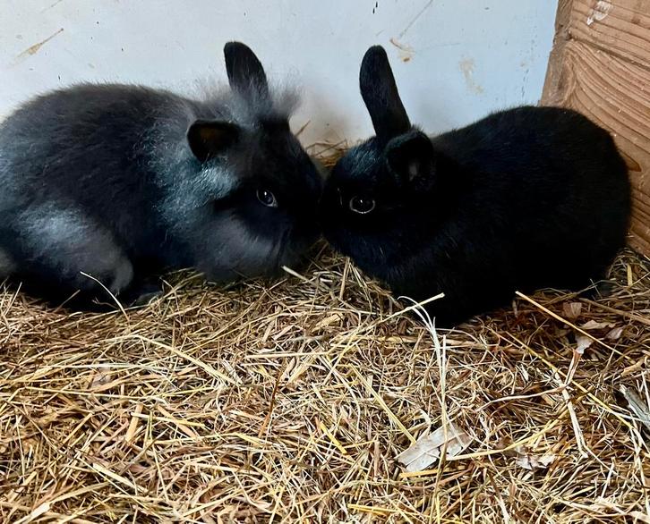 Supermakke jonge konijntjes, Dieren en Toebehoren, Konijnen, Vrouwelijk