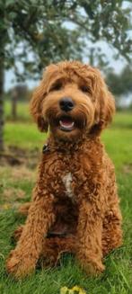 Australian Labradoodle pups, Rabiës (hondsdolheid), Overige rassen, 8 tot 15 weken, Meerdere