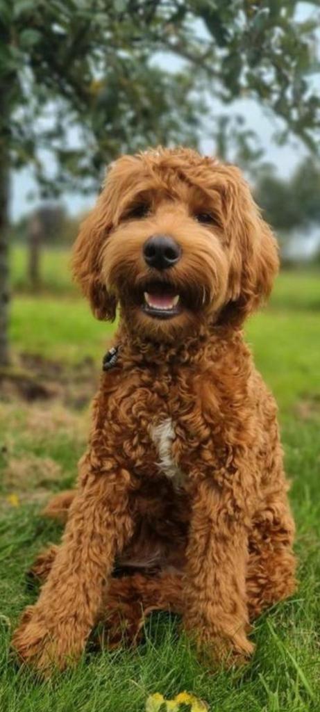Australian Labradoodle pups, Dieren en Toebehoren, Honden | Retrievers, Spaniëls en Waterhonden, Meerdere dieren, Overige rassen