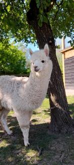 Alpaca merrie Suus (juli 2024), Dieren en Toebehoren, Juli, Vrouwelijk