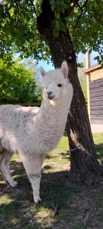 Alpaca merrie Suus (juli 2024) beschikbaar voor biedingen