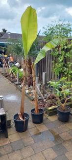 Musa basjoo.. Bananenplant, Tuin en Terras, Planten | Bomen, Overige soorten, Ophalen of Verzenden