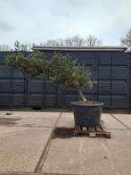 pinus parviflora green monkey  (tuinbonsai), Volle zon, Vaste plant, Bloeit niet, Ophalen