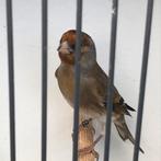 Bastaard putter man alleen putter zang, Mannelijk, Wildzangvogel, Geringd