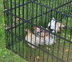 Broedeitjes serama krul x glad, Dieren en Toebehoren, Pluimvee, Meerdere dieren, Kip