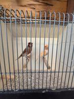 Mooi koppel  Harlekijn kanaries, Dieren en Toebehoren, Vogels | Kanaries, Meerdere dieren, Postuurkanarie