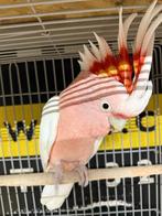 Tamme Inca Kakatoe man met DNA en getest op alle ziektes, Dieren en Toebehoren, Mannelijk, Papegaai, Tam