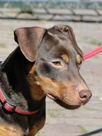 PRACHTIGE JACK RUSSELL DEKREU CHOCO TAN, Rabiës (hondsdolheid), Reu, Eén hond, 3 tot 5 jaar