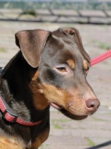 PRACHTIGE JACK RUSSELL DEKREU CHOCO TAN beschikbaar voor biedingen