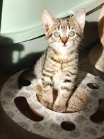 Kruising Ragdoll kittens, Dieren en Toebehoren, Katten en Kittens | Overige Katten, Meerdere dieren, Kortharig, 0 tot 2 jaar