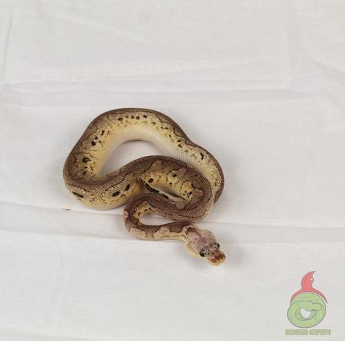 regius: black pewter clown, Dieren en Toebehoren, Reptielen en Amfibieën, Slang, 0 tot 2 jaar, Tam