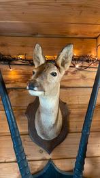 Opgezette dieren taxidermie mancave, Verzamelen, Ophalen of Verzenden, Zo goed als nieuw, Hert, Gewei of Kop