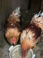 Haan, Dieren en Toebehoren, Pluimvee, Mannelijk, Kip