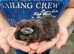 Vrouwelijke cavia van 5-8-25, Dieren en Toebehoren, Cavia, Augustus, Vrouwelijk, Tam