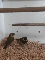 Kleine cubavinken, Dieren en Toebehoren, Meerdere dieren