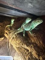 Indische wateragaam ( jong ), Amfibie, Tam, 0 tot 2 jaar