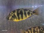 Kruising Nimbochromis venustus, Placidochromis milomo, Dieren en Toebehoren, Vis, Zoetwatervis