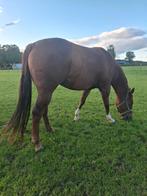 Wie zoekt een western gereden bijrijdpaard, Ophalen of Verzenden, Nieuw