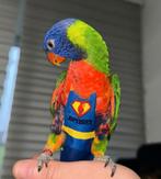 Jonge lori incl kooi en eten te koop, Dieren en Toebehoren, Vogels | Hokken en Kooien, Ophalen, Zo goed als nieuw, Metaal, Vogelkooi