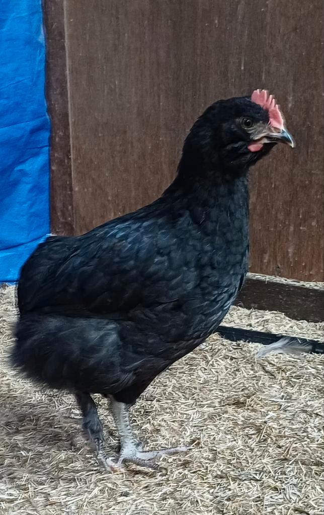 Prachtig zwart bolstaart haantje, Dieren en Toebehoren, Pluimvee, Kip, Mannelijk