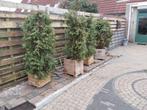 Coniferen in houten bakken, Ophalen, Conifeer, Struik, 100 tot 250 cm