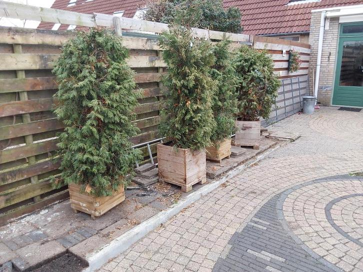 Coniferen in houten bakken, Tuin en Terras, Planten | Struiken en Hagen, Struik, Conifeer, 100 tot 250 cm, Ophalen