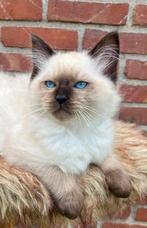 Seal point kater met stamboom | ragdoll, Dieren en Toebehoren, Katten en Kittens | Raskatten | Langhaar, Kater, Gechipt, 0 tot 2 jaar