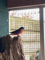 Turquoisine parkiet, Dieren en Toebehoren, Mannelijk, Parkiet