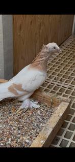 Miro, Dieren en Toebehoren, Vogels | Duiven