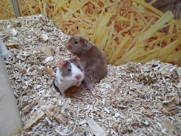 Hele lieve Syrische hamsters beschikbaar voor biedingen