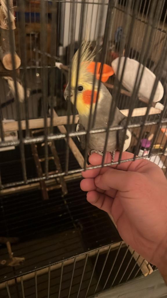 Valkparkiet + vogelkooi en benodigdheden, Dieren en Toebehoren, Vogels | Parkieten en Papegaaien, Parkiet, Mannelijk, Tam