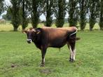 2 mooie Jersey stieren van +-18 maanden enkel P, Dieren en Toebehoren, Mannelijk