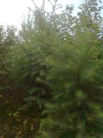 Larix kaempferi (japanse larix) 120-140 cm, Volle zon, Minder dan 100 cm, Zomer, Overige soorten