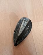 Orthoceras fossiel, Ophalen of Verzenden, Fossiel