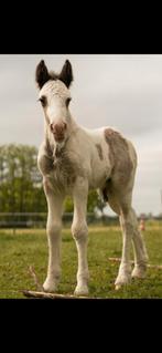 Tinker veulen hengst, Hengst, Recreatiepony, 0 tot 2 jaar