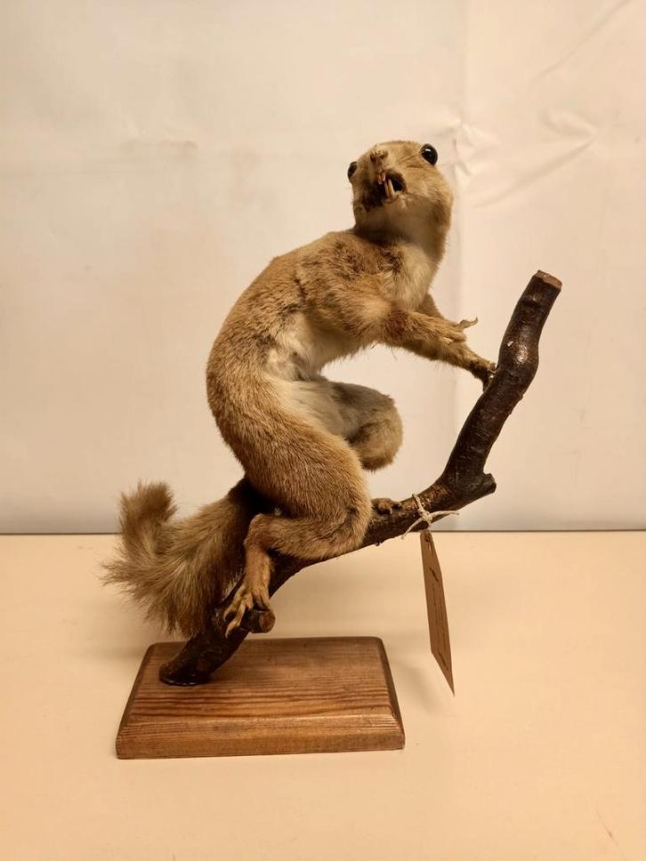 Antieke Opgezette Eekhoorn, Antiek en Kunst, Curiosa en Brocante, Ophalen of Verzenden