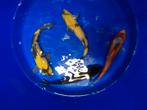 Japanse koi s 30-35cm, Dieren en Toebehoren, Vissen | Vijvervissen, Karper of Koi