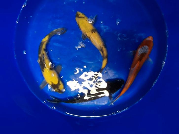 Japanse koi s 30-35cm, Dieren en Toebehoren, Vissen | Vijvervissen, Karper of Koi