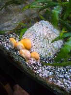 Mooie appelslakken, Vis