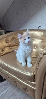 Mincoon / ragdoll / ,,,,,,,  kitens mogen verhuisen, Ophalen of Verzenden
