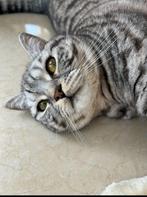 Britse korthaar Silver Tabby kat, Dieren en Toebehoren, Kater
