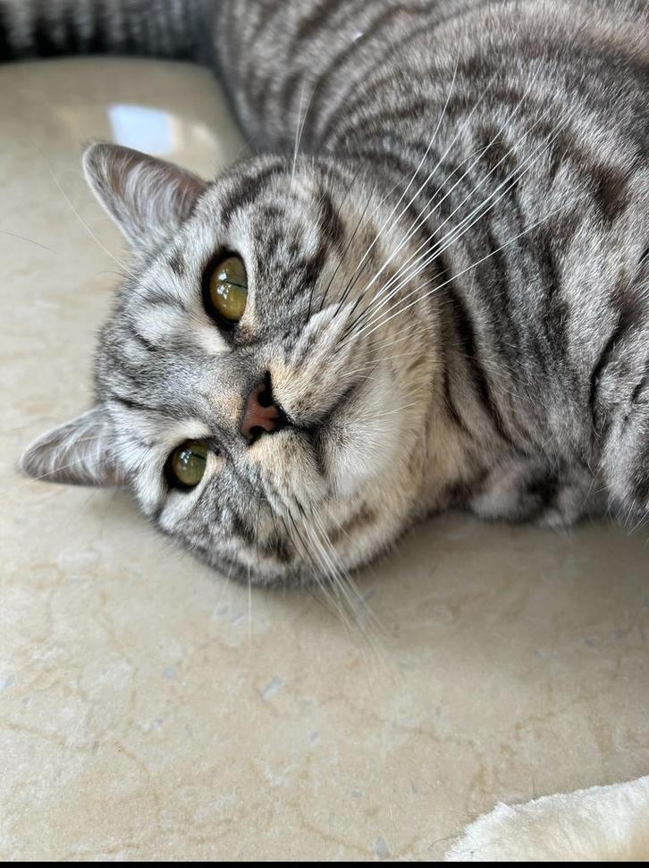 Britse korthaar Silver Tabby kat, Dieren en Toebehoren, Katten en Kittens | Raskatten | Korthaar, Kater