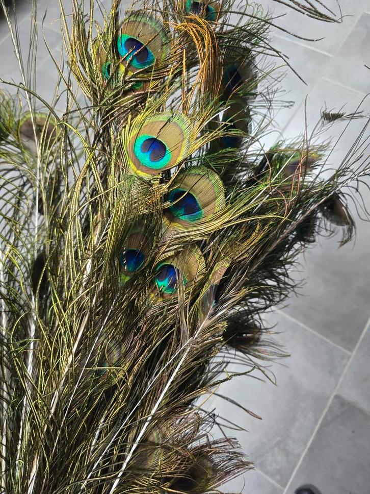 Pauwenveren, Huis en Inrichting, Woonaccessoires | Droogbloemen, Zo goed als nieuw, Ophalen of Verzenden