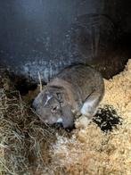 Duitse hangoor reus, Mannelijk, Groot, Hangoor