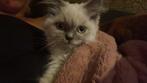 Ragdoll poesje, Poes, Ontwormd, 0 tot 2 jaar