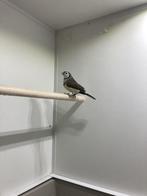 Bichenow, Dieren en Toebehoren, Vogels | Overige Vogels, Vrouwelijk, Tropenvogel, Geringd