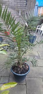 Canary island date palm, Ophalen of Verzenden, Overige soorten, Volle zon
