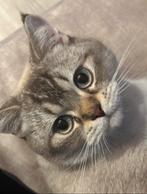 Kat Britse kort x langhaar, Dieren en Toebehoren, Katten en Kittens | Overige Katten, Kater
