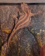 Gargoyle gekko red stripe, Hagedis, 3 tot 6 jaar